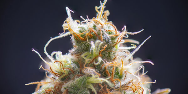 blog_medicinal_benefits