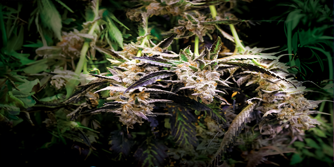 blog_post_cannabinoids