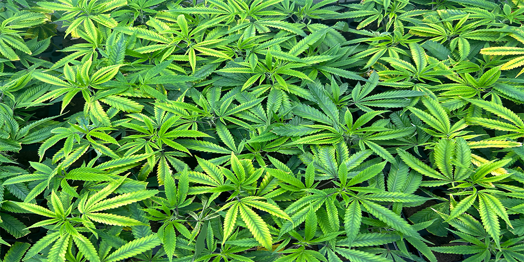 stages_of_cannabis_cultivation